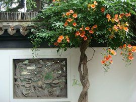 凌霄[紫葳科凌霄屬植物]