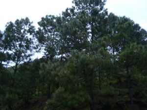 寶豐自然村 寶豐自然村