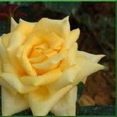 小櫱葉薔薇 小櫱葉薔薇