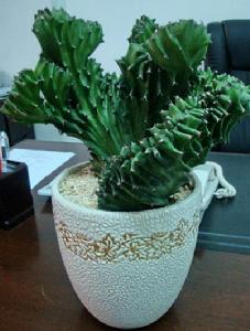 玉麒麟[大戟科植物]