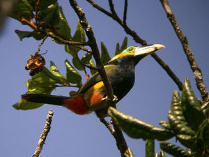 高氏小巨嘴鳥 高氏小巨嘴鳥