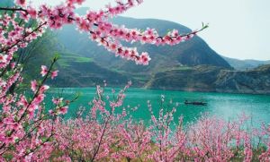 溪岸桃花 溪岸桃花