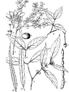 浙皖虎刺 浙皖虎刺