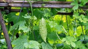 麗源綠色生態農業觀光園 麗源綠色生態農業觀光園