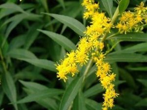 寡毛毛果一枝黃花 寡毛毛果一枝黃花