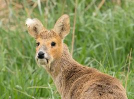 吸血鬼鹿 吸血鬼鹿