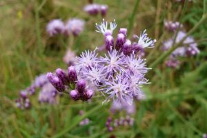 蒙古風毛菊 蒙古風毛菊