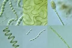 邊緣微囊藻 邊緣微囊藻