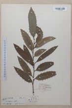 二核冬青 二核冬青