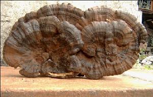 天然野生靈芝 天然野生靈芝