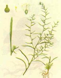 藏東百蕊草 藏東百蕊草