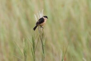 黑黃食籽雀 黑黃食籽雀