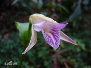 單花科雷蘭 單花科雷蘭