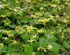 強莖淫羊藿 強莖淫羊藿