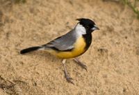 煤冠雀屬 煤冠雀屬