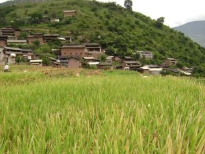 雲樹街村 雲樹街村