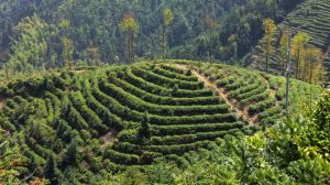 婺遂川狗牯腦茶