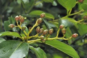 雅安厚殼桂 雅安厚殼桂
