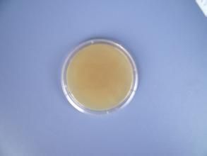 肉浸液肉湯 肉浸液肉湯