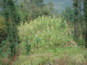 達秧自然村-生態林