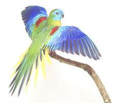 青綠鸚鵡圖(1)