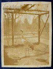 民國時期飼養的丹頂鶴