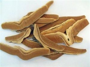 壩王嶺靈芝 壩王嶺靈芝