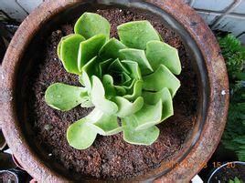 玉龍觀音 玉龍觀音