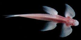四肢穴居魚 四肢穴居魚