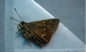 黃赭弄蝶 黃赭弄蝶