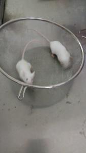 扭體反應 扭體反應