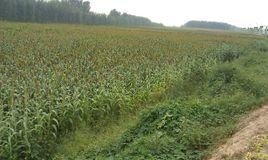 高密東北鄉 高密東北鄉