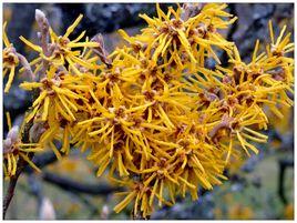 金縷梅[金縷梅屬落葉小喬木]