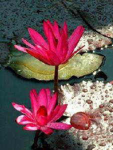 印度紅睡蓮 印度紅睡蓮