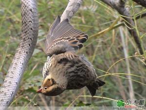 （圖）蛇島蝮蒙