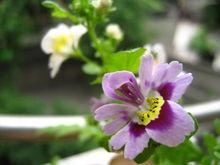 蛾蝶花各種照片