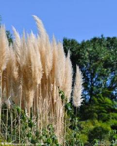 濕地植物蘆葦 濕地植物蘆葦