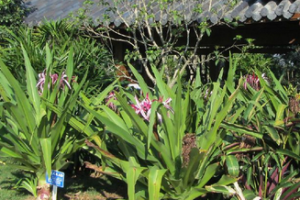 廣西大青 廣西大青