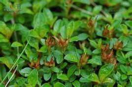 多花小墊柳 多花小墊柳