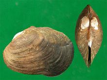 雌雄性圖片區別