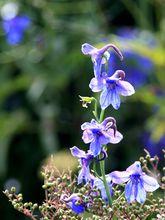 九頂山上的翠雀花——大青樹攝影