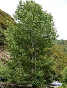 森海2號 森海2號