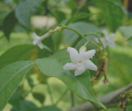 廣西狗牙花[中藥]