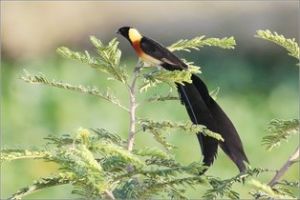 暗色長尾鵑 暗色長尾鵑