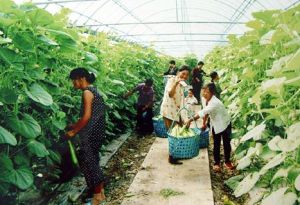 無公害蔬菜無公害化素材