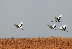 鹽城自然保護區 鹽城自然保護區