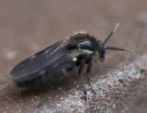 寡鋏蟲屬 寡鋏蟲屬