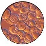 DHA+AA軟膠囊 DHA+AA軟膠囊