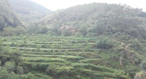 大岩子自然村 大岩子自然村