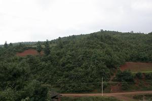 上洋灑拉村-生態林